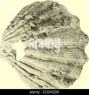 . Bollettini di paleontologia americana . Boll. Amer. Paleont., Vol. 54 piastra 47. Pectinides de la Guadalupa: Mongin 505 Legende dk Planche 47 Figura pagina 1. Gigantopecten pitieri (Dall) 491 Valve gauche ?, X J +• Gisement: Gardel, niveau: md, coll. DeReynal, I.C.P. 506 Bollettino 245 Lecende de Planche 48Figura pagina 1. Chlamys (Nodipecten) colinensis (Hodson et Harris) 487 Miocene du Venezuela. Riproduzione figuration (X 1) de lauteuiin Bull. Amer. Paleont., vol. 13, n. 49, pi. 19, fig. 4. 2. Chlamys (Nodipecten) nodosa (Linne) 489 Valve gauche, X 1- Actuelle aux Antille. Coll. Deshaves, Ecole Foto Stock