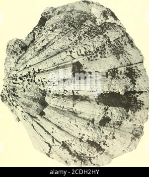 . Bollettini di paleontologia americana . Pectinides de la Guadalupa: Mongin 503 Legende de Planche 45 Figura pagina 1. Chlamys (Nodipecten) colinensis (Hodson et Harris) forma guadeloupensis 487 Holotvpe, valve gauche, X 1. No. O, niveau: mc, colline DESC.R.S. Coll. De Reynai, I.C.P. 504 Bollettino 245 Legende de Planche +6 Figura pagina 1. Gigantopecten pitieri (Dall) 491 Valve droite, X 3/4. Gisement: Le Moule, niveau: md, coll. DeRevnal, I.C.P. Boll. Amer. Paleont., Vol. 54 piastra 46. Boll. Amer. Paleont., Vol. 54 piastra 47 Foto Stock