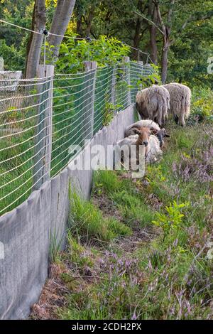 Pecora di Drent Heath con corna che giacciono contro recinto insieme a tre in erica a Drenthe. Foto Stock