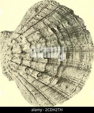 . Bollettini di paleontologia americana . Boll. Amer. Paleont., Vol. 54 piatto 45 *9IW. Pectinides de la Guadalupa: Mongin 503 Legende de Planche 45 Figura pagina 1. Chlamys (Nodipecten) colinensis (Hodson et Harris) forma guadeloupensis 487 Holotvpe, valve gauche, X 1. No. O, niveau: mc, colline DESC.R.S. Coll. De Reynai, I.C.P. 504 Bollettino 245 Legende de Planche +6 Figura pagina 1. Gigantopecten pitieri (Dall) 491 Valve droite, X 3/4. Gisement: Le Moule, niveau: md, coll. DeRevnal, I.C.P. Boll. Amer. Paleont., Vol. 54 piastra 46 Foto Stock