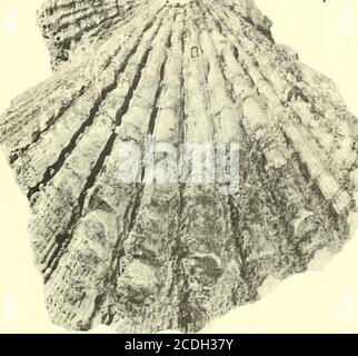 . Bollettini di paleontologia americana . Pectinides de la Guadeloupe: Mongin 501 Legende de Planche 43Figure pagina 1,2. Chlamys (Nodipecten) colinensis (Hodson et Harris) forma guadeloupensis 487 1, 2. Valvole tares, X 1, sans gisement precis. EcoleMines Parigi. 3. Chlamys reynali, nov. sp 481 Holotype, Valve droite, No. 87418 BM (NH), agrandissementornamentation, X 8 (voir PI. 41, fig. 1). 502 Bollettino 245 Legende de Planche 44 Figura pagina 1,2. Chlamys (Nodipecten) colinensis (Hodson et Harris) forma guadeloupensis 487 1. Valve gauche, X 1, colline de lAerodromo. 2. Lettino duna a pagamento Foto Stock