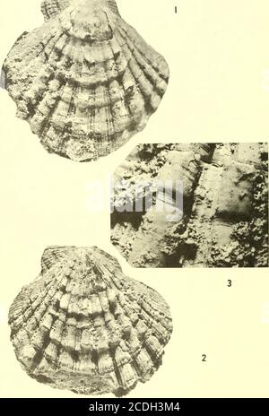 . Bollettini di paleontologia americana . 3B 7 / i / Boll. Amer. Paleont., Vol. 54 piastra 43. Pectinides de la Guadeloupe: Mongin 501 Legende de Planche 43Figure pagina 1,2. Chlamys (Nodipecten) colinensis (Hodson et Harris) forma guadeloupensis 487 1, 2. Valvole tares, X 1, sans gisement precis. EcoleMines Parigi. 3. Chlamys reynali, nov. sp 481 Holotype, Valve droite, No. 87418 BM (NH), agrandissementornamentation, X 8 (voir PI. 41, fig. 1). 502 Bollettino 245 Legende de Planche 44 Figura pagina 1,2. Chlamys (Nodipecten) colinensis (Hodson et Harris) forma guadeloupensis 487 1. Manometro valvola, X Foto Stock