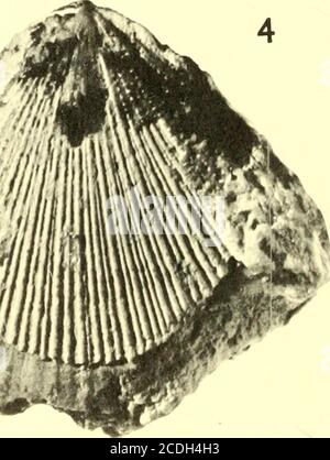 . Bollettini di paleontologia americana . 4 *w. Pectinides de la Guadalupa: Mongin 499 Lecende de Planche 41Figure pagina 1. Chlamys reynali, novembre sp. 481 Holotype. la. Statite della valvola, X 1, N. 87418, coll. Trechmann, 1955, British Museum (N. Hist.), gisement: Pointe-a-Pitre.lb. Manometro valvola, X 1.5. Gisement: Orvine Poucet, n. X,col. De Reynal, I.C.P. lc. Grandisentement ornementationdes cotes, statite di valvola, X +• 2. Chlamys cleevei (Cooke) 482 Valve gauche, X 1- colline de lAerodromo. 3. Chlamys cruciana (Cooke) 483 Valve gauche, X 1- colline des C.R.S. 4. Chlamys sp. Gr. Di purio (Linne) 485 valvola g Foto Stock