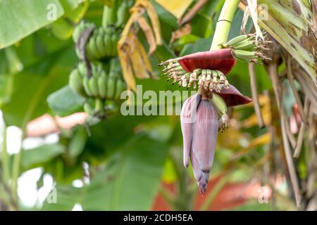 Primo piano fiore di banana, fiore di banana appeso su un albero di banana con mazzo di banana cruda sullo sfondo. Foto Stock