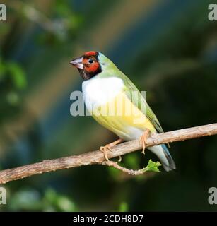 Finches seduto su un ramo della foresta Foto Stock