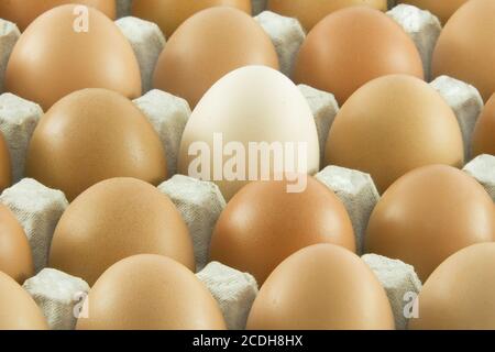 Molte uova fresche rurali imballate in contenitore di cartone Foto Stock