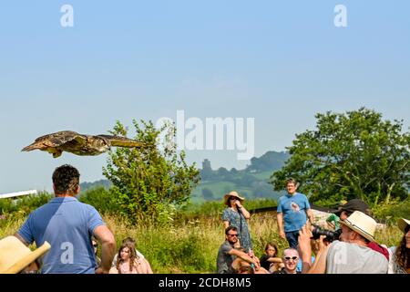 Carmarthen, Galles - Agosto 2020: Gufo di aquila che vola basso sopra la testa della gente durante una esposizione dal British Bird of Prey Centre in Carmarthenshire Foto Stock