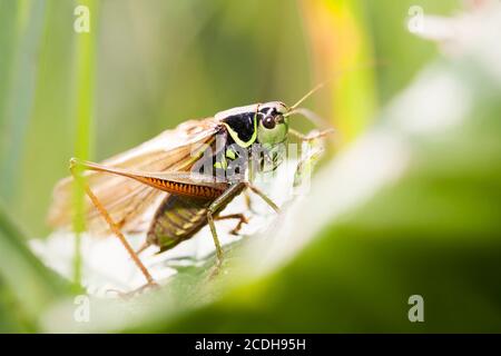 Bush-Cricket di Roesel - Metrioptera roeselii. Maschio Foto Stock