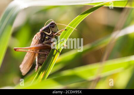 Bush-Cricket di Roesel - Metrioptera roeselii. Maschio Foto Stock