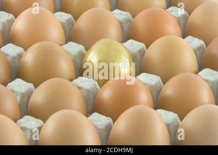 Una Golden Egg con molti comuni rurali fresco uova imballate in contenitore di cartone Foto Stock