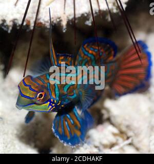 Pesce tropicale Mandarinfish Foto Stock