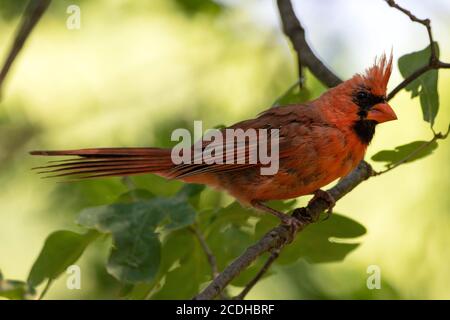 Un cardinale del Nord che si formava a fine agosto si trova in un quercia Foto Stock