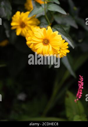 Immagine macro floreale all'aperto colorata di un falso fiorito giallo girasole / eliopsi girasole su sfondo naturale sfocato una giornata di sole Foto Stock