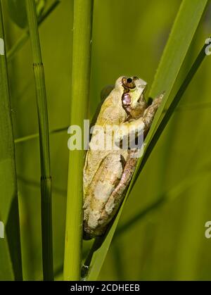 Piccola rana su foglio di lamella Foto Stock