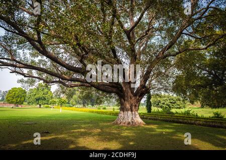 albero di banyan molto vecchio con molti tronchi alle rovine di nalanda bihar Foto Stock