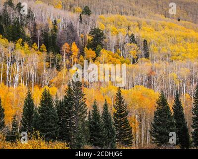 Le pendici delle montagne la SAL dello Utah, USA, coperte in foreste autunnali di aspen di color giallo, e sempreverdi, Douglas-firs, Foto Stock