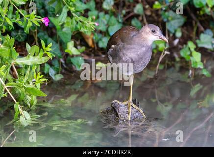 Giovane Moorhen chick (Gallinula chloropus) in piedi su una gamba su una roccia sull'acqua in estate nel West Sussex, Regno Unito. Giovane Moorhen. Foto Stock