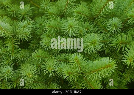 Verde luminosamente pungenti rami di una pelliccia-tree o p Foto Stock