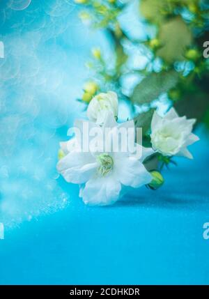 Campane bianche, patula di fiori di palma, fiori. Campanula. Bellissimo sfondo bokeh. Area di messa a fuoco selettiva dello spazio di copia Foto Stock