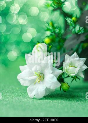 Campane bianche, patula di fiori di palma, fiori. Campanula. Bellissimo sfondo bokeh. Area di messa a fuoco selettiva dello spazio di copia Foto Stock