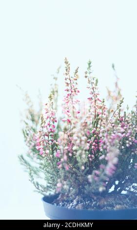 Fiore viola erica vasata al sole. Messa a fuoco selettiva, spazio di copia. Foto Stock