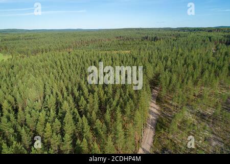 Vista aerea di una strada di tronchi che attraversa la pineta di conifere europea ( Pinus Sylvestris ) a Estate , Finlandia Foto Stock