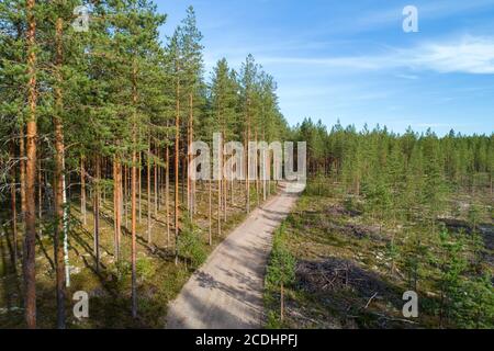 Vista aerea di una strada di tronchi nella pineta ( Pinus Sylvestris ) , Finlandia Foto Stock