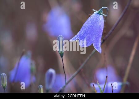 La rugiada del mattino presto viene prelevata sui ribellani (Campanula rotundifolia) che cresce nella brughiera di Suffolk Foto Stock