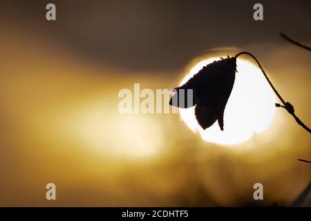 Il sole provoca un'ombra della lepre coperta dalla rugiada Campana (Campanula rotundifolia) che cresce nella brughiera di Suffolk Foto Stock