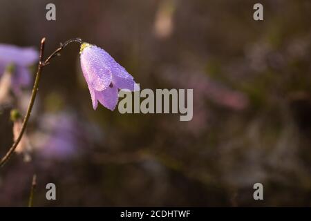Una campana di lepre ricoperta di rugiada (Campanula rotundifolia) cresce da solo nella brughiera Foto Stock