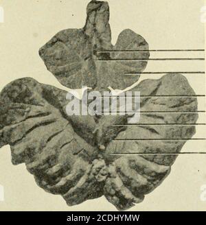 . Tecnico veterinario post mortem . Fig. 136.-gli emisferi del cerebro si divaricano leggermente e due incisioni longitudinali vengono fatte attraverso il corpo calloso nei ventricoli laterali. Un'incisione almediana longitudinale viene eseguita attraverso il cervelletto nel quarto ventricolo. I bulbsare olfattivi sono incisi lateralmente, sulla linea mediana tra gli emisferi del berbreno e la tosse il centro del cervelletto, dividendo tutto il cervello a metà. Dopo l'esame di queste strutture-tures in sezione trasversale, faccia le incisioni trasversali un quarterof un pollice di distanza attraverso ogni emisfero di Foto Stock