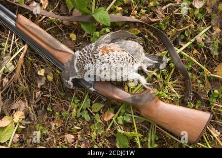 Pistola e un uccello Foto Stock