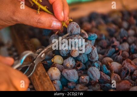 28 agosto 2020: 28 agosto 2020 (El Borge, Malaga) la Ruta de la Pasa è famosa per l'uva passa e il vino dolce. Questo percorso attraversa l'area di AxarquÃ-a, dove si trovano le migliori uvette del mondo. Il percorso è lungo 62 chilometri e attraversa i villaggi bianchi e moreschi di TotalÃ¡n, Comares, CÃºtar, El Borge, AlmÃ¡char e Moclinejo. A causa delle sue condizioni climatiche, i vigneti fioriscono e l'uva è il modo di vivere di queste popolazioni. Lungo il percorso il turista imparerà da come le uve vengono appassite fino a come si trasforma in un passo. Questo mestiere ancestrale si sviluppa nelle piogge secche Foto Stock