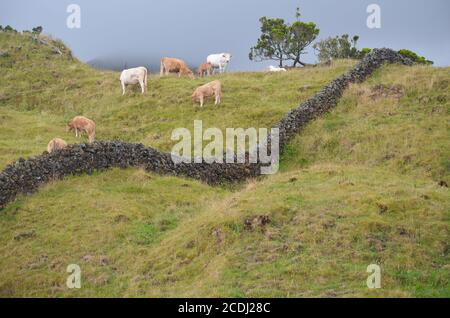 Bestiame nell'isola di Pico, arcipelago delle Azzorre, una delle regioni più rurali d'Europa Foto Stock