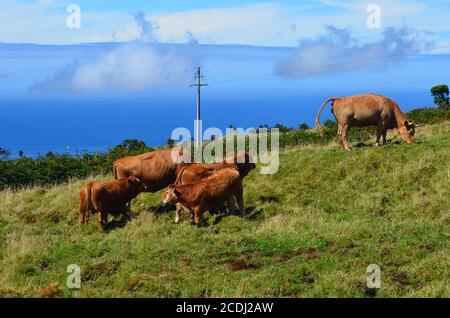 Bestiame nell'isola di Pico, arcipelago delle Azzorre, una delle regioni più rurali d'Europa Foto Stock