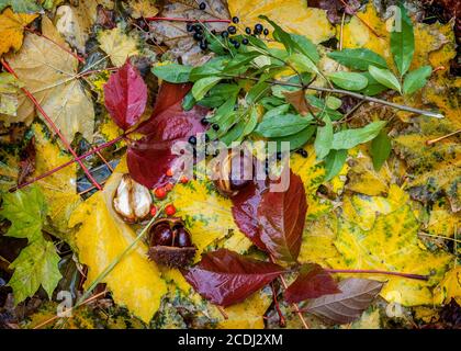 Multi-colore di foglie cadute, frutti di ippocastano , bacche il giglio della valle . Foto Stock