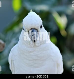 Testa del cockatoo bianco. Foto Stock