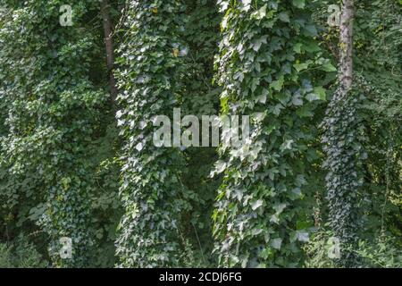 Arrampicata edera, Ivy comune / Hedera helix che cresce intorno a diversi grandi tronchi di alberi. Per ipercresciuto da edera, Hedera helix su albero, piante medicinali. Foto Stock