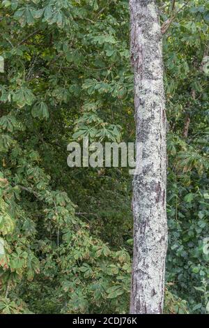 Tronco d'albero con licheni fogliosi verde pallido che coprono la corteccia. Licheni inglesi, licheni piatti lievitati, ricoperti di licheni. Foto Stock