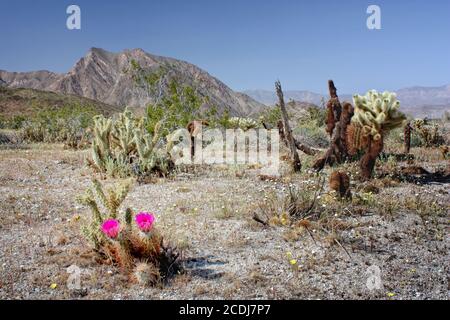 Cactus in fiore nel deserto Foto Stock