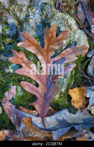 Foglia di quercia caduta singola Foto Stock