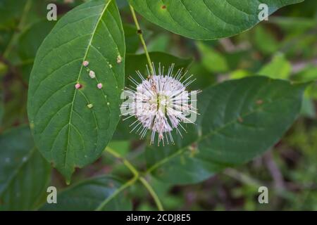 Testa di fiore di un comune imboscata vicino al Lago di Cave Run In Kentucky Foto Stock