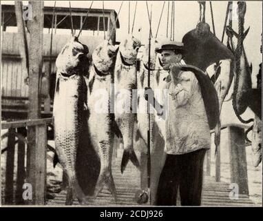 . Libro del Texas . A -J. 1000 Pound Ray Fish catturato fuori Galveston Jetties da un uomo Settanta-cinque anni di età. Foto di 77. 77. Morris, Galveston, Texas una cattura di giorni di Tarponi del re d'argento LA VITA SELVAGGIA 103 Commissario del pesce e dell'ostrica, i pesci del Golfo costituuteuno delle più grandi risorse naturali del Texas. Formiche, vespe, api, scorpioni, ragni, coleotteri e mosche di burro sono numerosi in varietà e quantità. I centi-pede e la tarantula e l'acegarrone sono veramente anasset, perché raramente o mai danneggiano nessuno, e si sono alla base di molte storie terribilmente interessanti e un oggettodi mai-fa Foto Stock