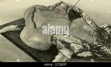 . Tecnico veterinario post mortem. S, corpi estranei, ecc. Nessun organo deve essere disturbato fino a quando il suo rapporto con altri organi non sia stato completamente determinato. L'omentum.- l'omentum viene accuratamente tolto dallo stomaco con le dita. Intestini. - quando il lato viene rimosso, l'abomasumrotola fuori dall'addome immediatamente posteriore alla cartilagine in forma di ensi e il duodeno si estende quasi verticallireverso la colonna vertebrale attraverso i visceri. Due doppi legaturesi sono posti sul duodeno a diciotto pollici di distanza, uno sull'ESAME INTERNO DEI RUMINANTI 129 da entrambi i lati del punto in cui il jo del condotto biliare Foto Stock