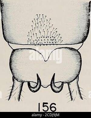 . Memorie della American Entomological Society . Figure 153-156. acula. /. 153. testa e pronoto adulti (scala: 1 mm =0,03 mm). 154. vescicola maschile e ottavo sterno (1 mm = 0,03 mm). 155. para-proct maschio, aspetto laterale (1 mm = 0,01 mm). 156. terminale maschio, terga addominale (1 mm = 03). MEM. AMER. INT. SoC, 32 80 Western Isperla Isoperla adunca Jewett Isoperla adunca Jewett, 1962, 38:19. Holotype, e allotype 5 i 5 mi. E. di Mt. Hamilton, Santa Clara Co., California, USA (CAS) (genitalia maschile e femminile, e struttura aedeagal).Isoperla adunca, gigli, 1966:393. Maschio. Macropterous. Lunghezza o Foto Stock