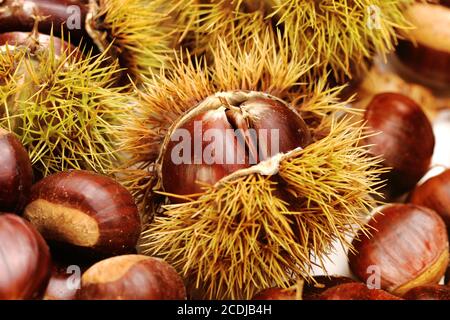 castagne, natura sfondo Foto Stock