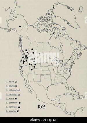 . Memorie della American Entomological Society . ). Femmina. Sconosciuto. Ninfa. Sconosciuto. Ova. Sconosciuto. Materiale esaminato. Paraiypes, CALIFORNIA: Fresno Co., 7 mi. N.E. ofAcademy, altitudine 800 piedi, 19/V/1955, D. L. Abell, 2 € (si). Distribuzione. Stati Uniti - CALIFORNIA (Fig. 152). Diagnosi e discussione. l'acula è una specie molto rara, a conoscenza solo di 4 esemplari maschi. Il posizionamento in questo gruppo di specie è interrogabile, ed è basato interamente su modelli di pigmento adulti della testa andpronotum, e Jewetts (1962) descrizione della struttura sclerotizzatrice aedeagale. La porzione terminale della abd Foto Stock