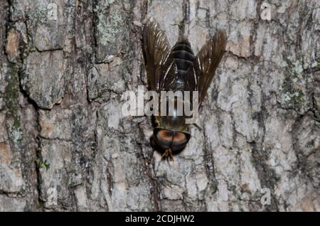 Horse Fly, Tabanus sp., maschio Foto Stock