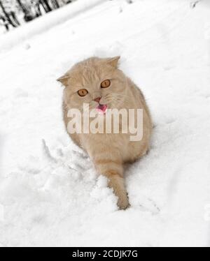 Scottish Fold gatto con bocca aperta a camminare sulla neve Foto Stock