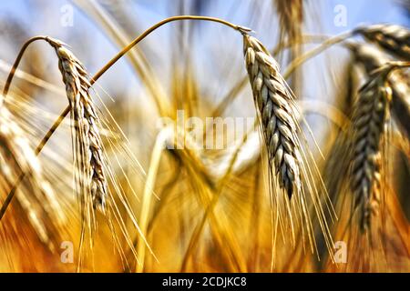 Golden campo di grano Foto Stock